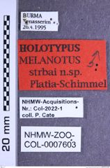 Etikette zu Melanotus strbai (Platia & Schimmel, 2001) (NHMW-ZOO-COL-0007603)